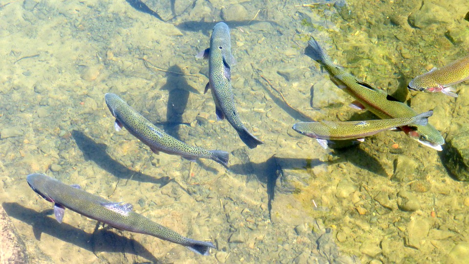 fishing Bend Oregon