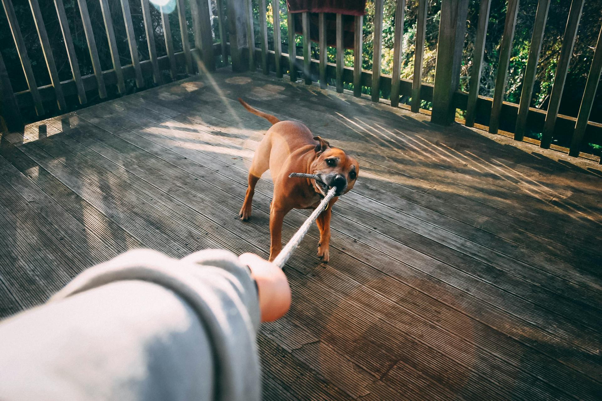 Pet-Friendly Vacation in Bend, OR 