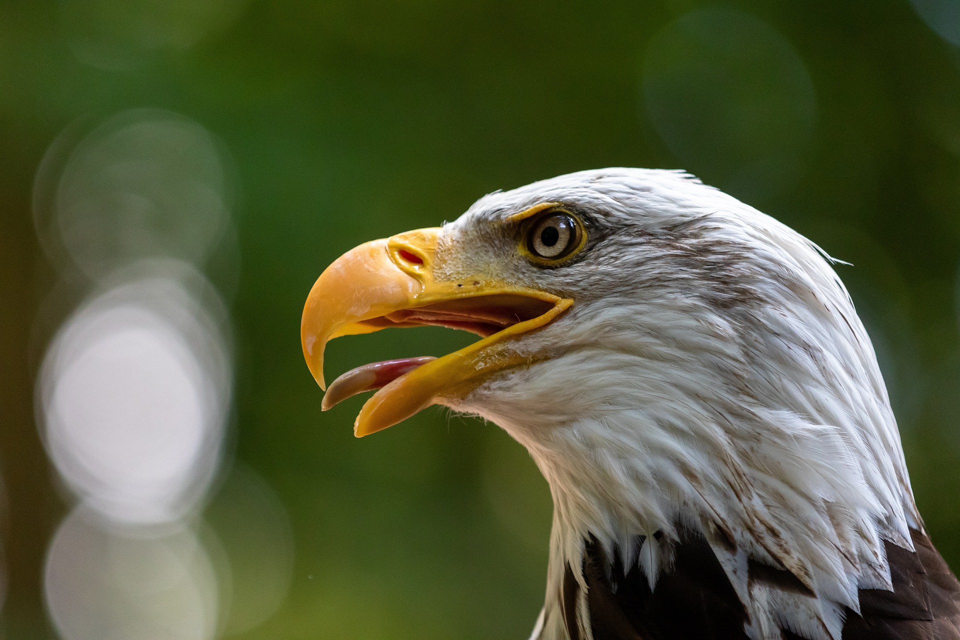 See bald eagles and more during day trips to Bend